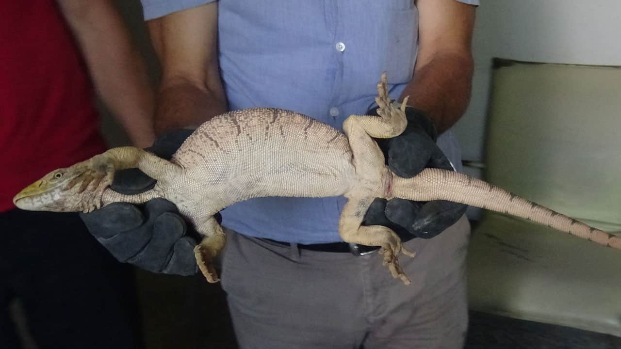 Foto - Odunluğu açınca karşısında onu gördü! Silopi’de çöl varanı paniği
