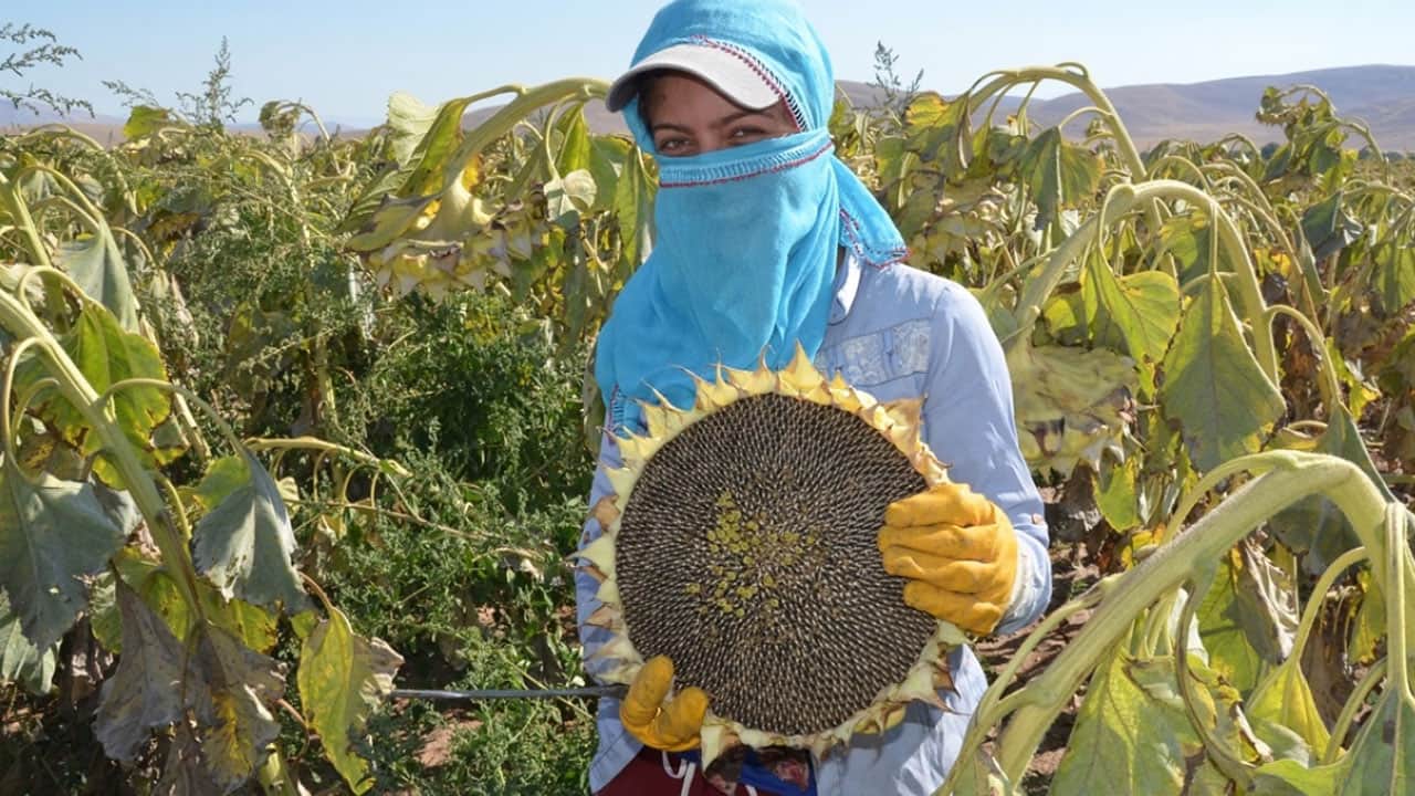 Foto - Okulda öğrenip köye getirdi: Tarlalar para basma makinesine döndü