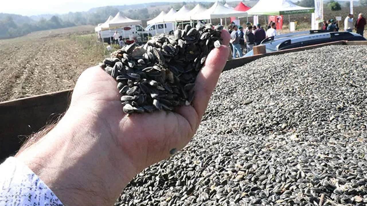 Foto - Okulda öğrenip köye getirdi: Tarlalar para basma makinesine döndü
