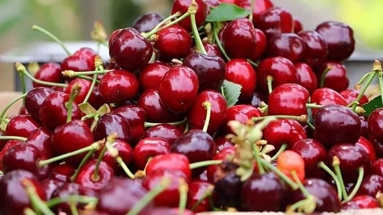 Foto - Olgunlaşan kirazlar toplanıyor: En çok tüketilen meyve, C vitamini deposu