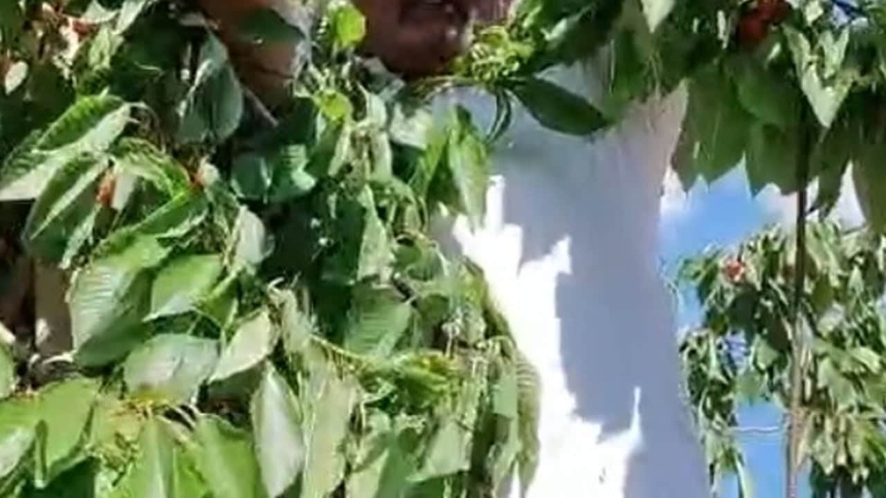 Foto - Olgunlaşan kirazlar toplanıyor: En çok tüketilen meyve, C vitamini deposu