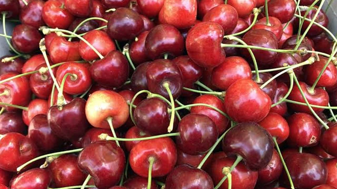 Foto - Olgunlaşan kirazlar toplanıyor: En çok tüketilen meyve, C vitamini deposu