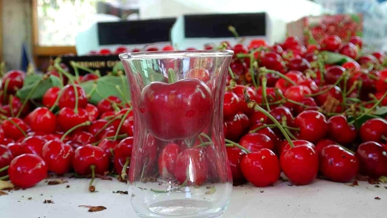 Foto - Olgunlaşan kirazlar toplanıyor: En çok tüketilen meyve, C vitamini deposu