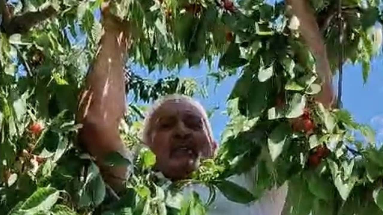 Foto - Olgunlaşan kirazlar toplanıyor: En çok tüketilen meyve, C vitamini deposu