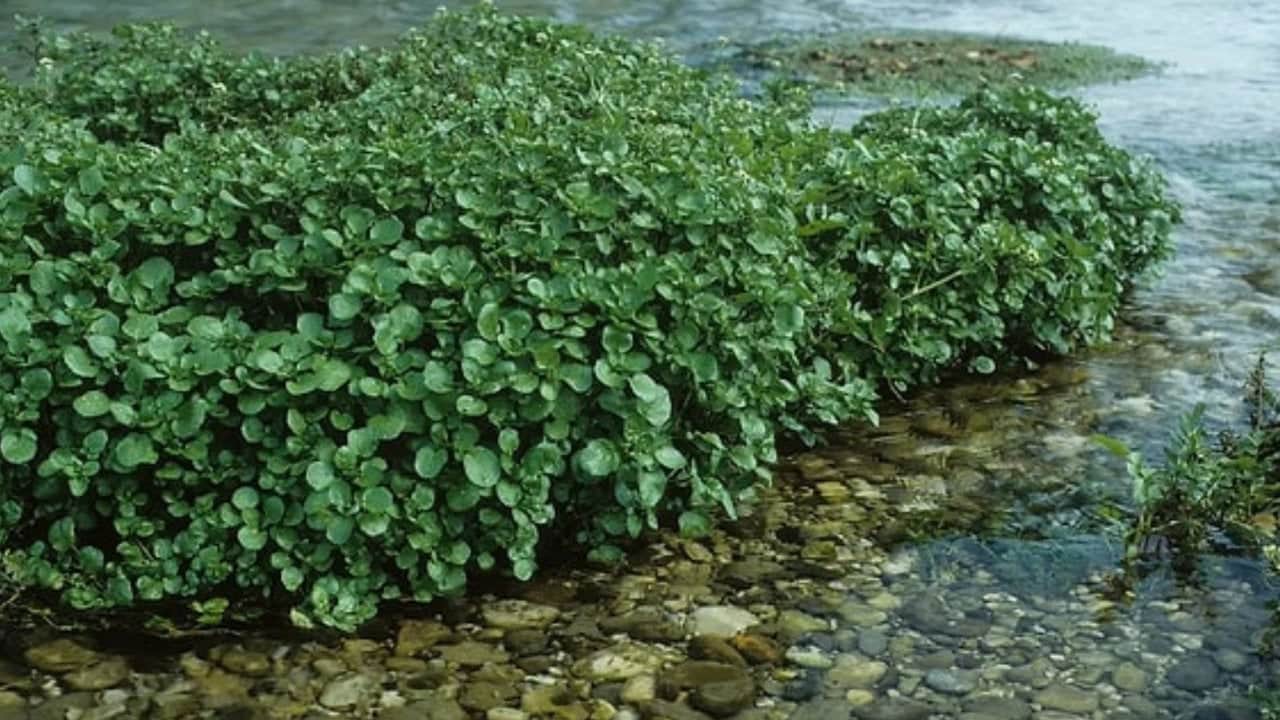Foto - Ölümcül hastalıklara karşı kalkan oluyor! Dünyanın en sağlıklı bitkisi seçildi ama Türkler yüzüne bakmıyor