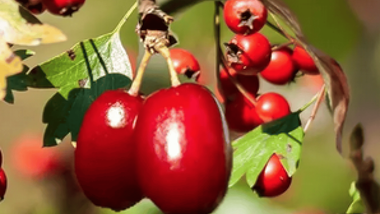 Foto - Portakaldan daha fazla C vitamini içeriyor: Ağustosun en değerli meyvelerinden biri