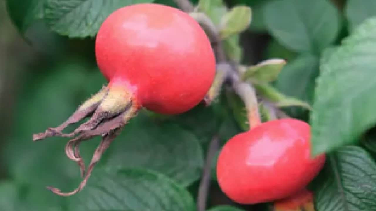 Portakaldan daha fazla C vitamini içeriyor: Ağustosun en değerli meyvelerinden biri