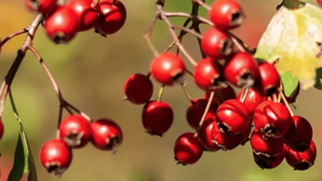 Foto - Portakaldan daha fazla C vitamini içeriyor: Ağustosun en değerli meyvelerinden biri