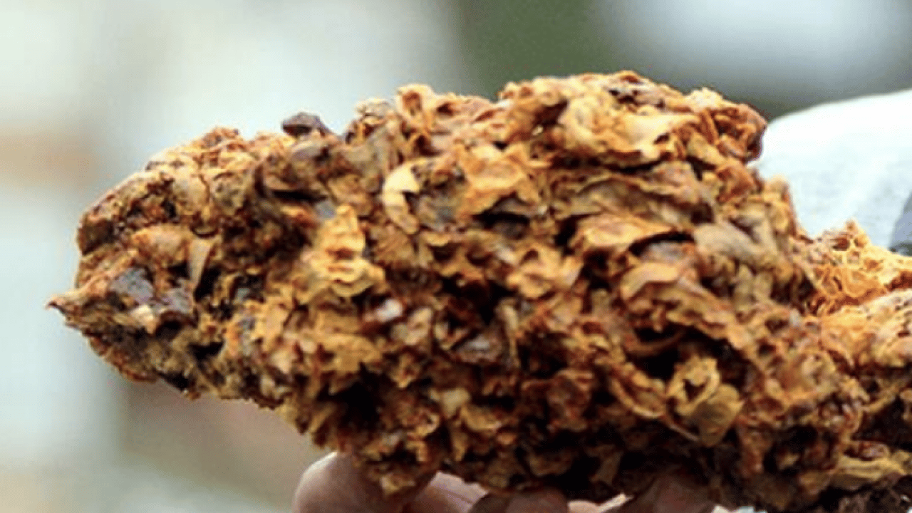 Foto - Propolis öldürüyor: Bilimsel veriler korkunç... Doğal şifanın gölgesindeki risk