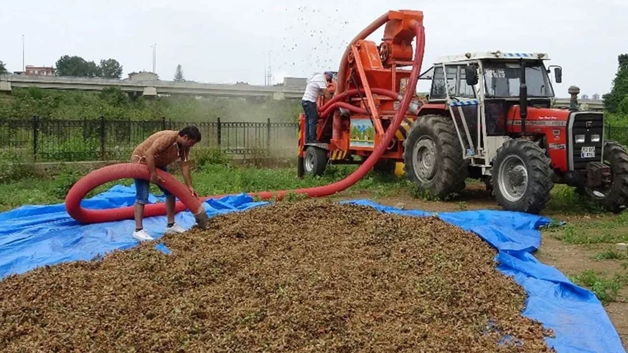 Foto - Saatte 7 bin lira kazancı duyan hemen Karadeniz’e gitmek istiyor! Ama sadece 1.5 aylık iş var