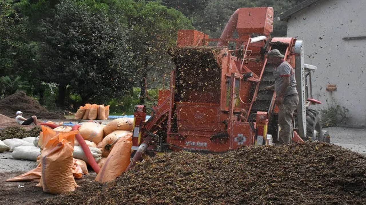 Foto - Saatte 7 bin lira kazancı duyan hemen Karadeniz’e gitmek istiyor! Ama sadece 1.5 aylık iş var
