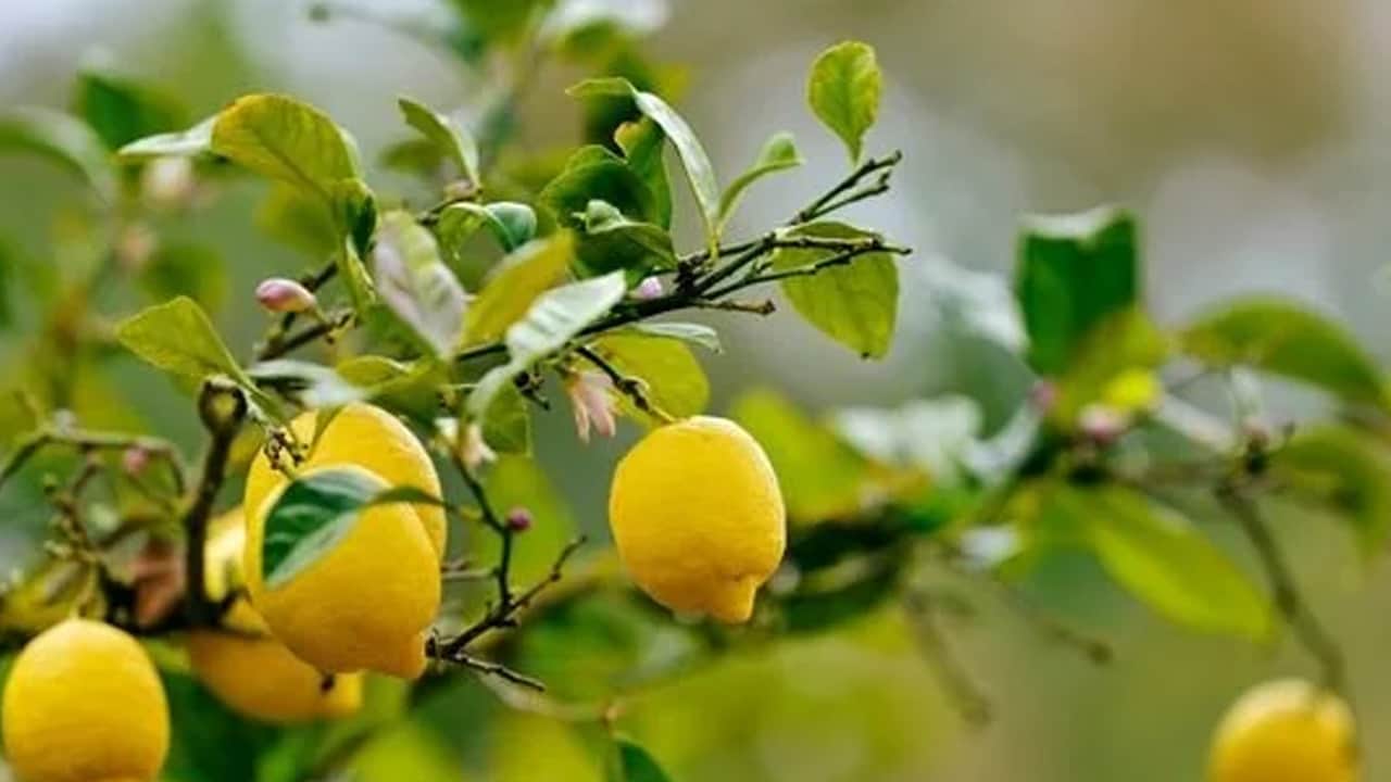Foto - Sabah tahine iki damla limon sıkın, bu işe yarayacak: Altından daha değerli! Yemekten sonra yerseniz...