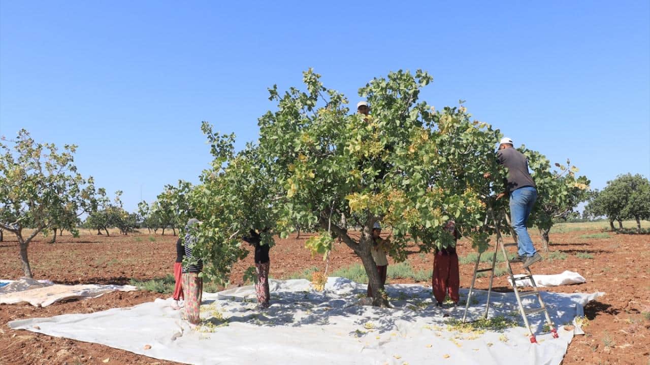 Sabah ve akşam saatlerinde topluyorlar! Boz Antep fıstığı hasadı başladı