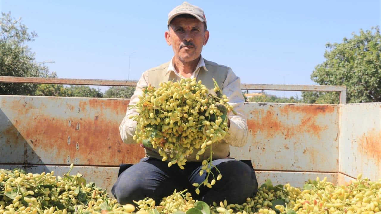 Foto - Sabah ve akşam saatlerinde topluyorlar! Boz Antep fıstığı hasadı başladı