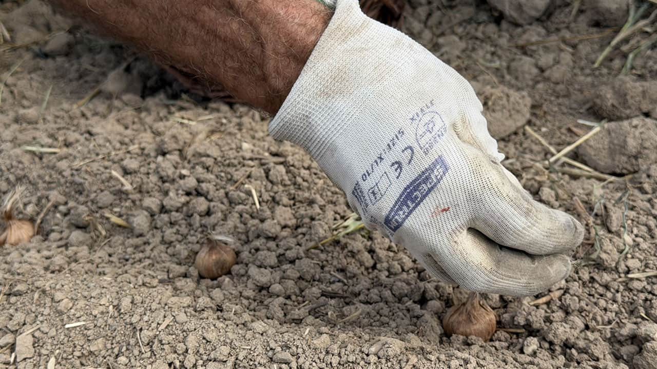 Foto - Saksıda bir tane ile başladı, şimdi koca tarlaya ekiyor! Kilosu servet değerinde
