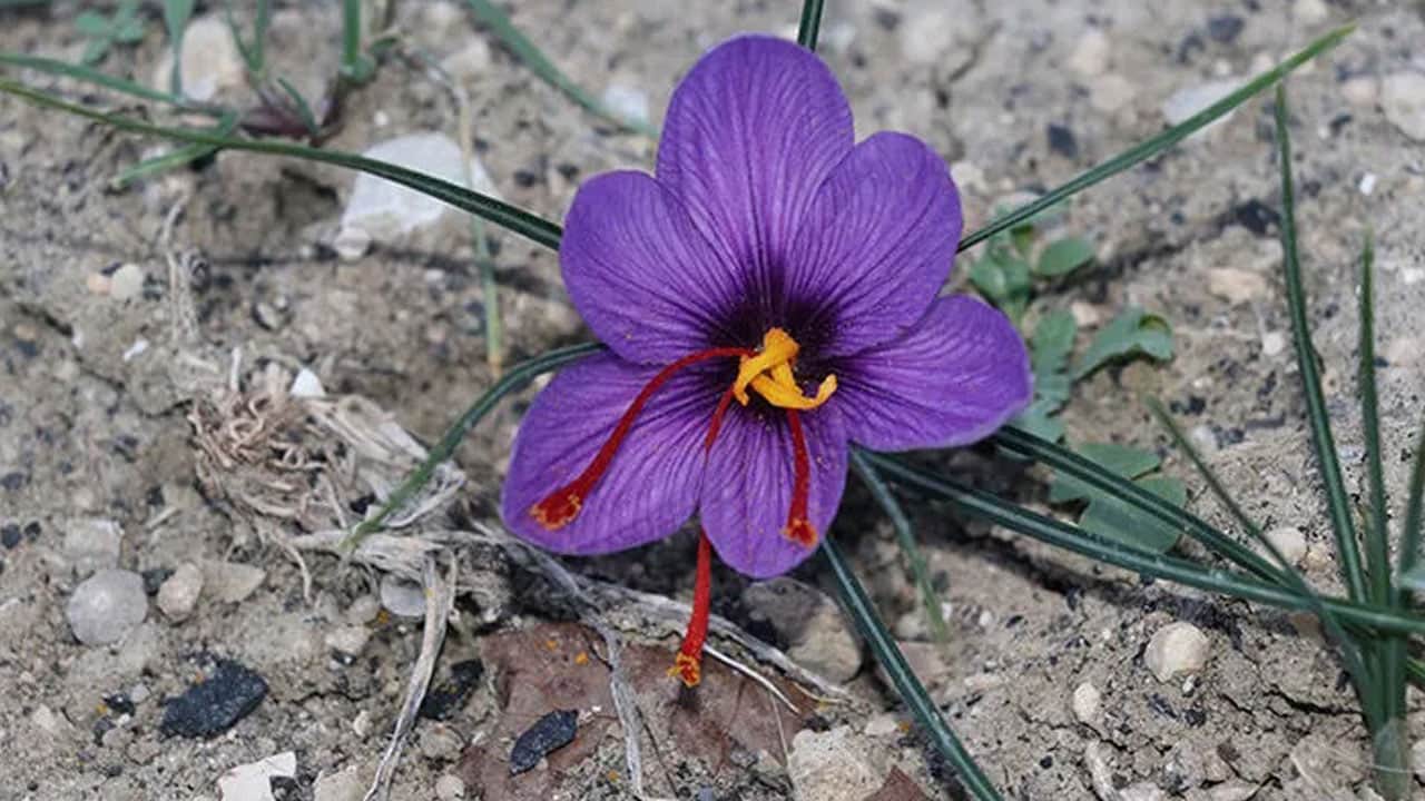 Foto - Saksıda bir tane ile başladı, şimdi koca tarlaya ekiyor! Kilosu servet değerinde