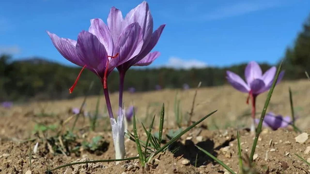 Foto - Saksıda bir tane ile başladı, şimdi koca tarlaya ekiyor! Kilosu servet değerinde