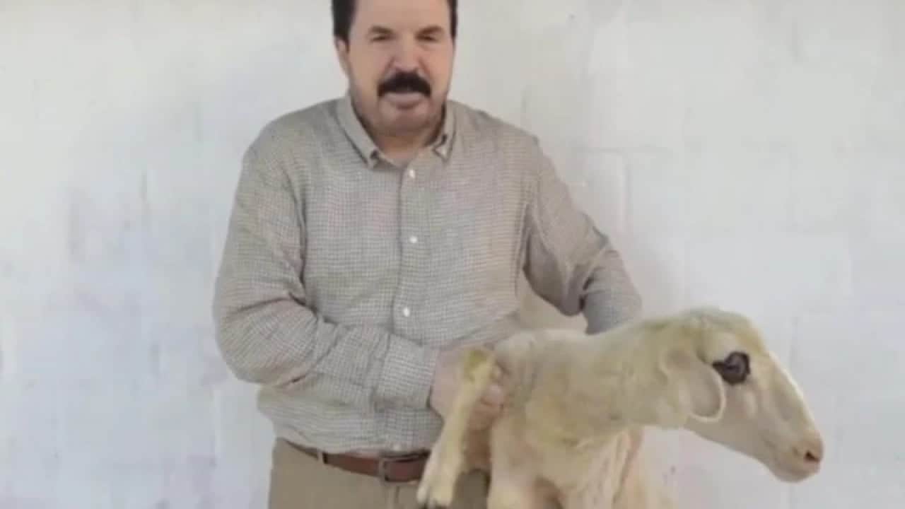 Foto - Savcı Sayan'dan görülmemiş hareket! O isim istifa edince adağını yerine getirdi: Kurban kesti