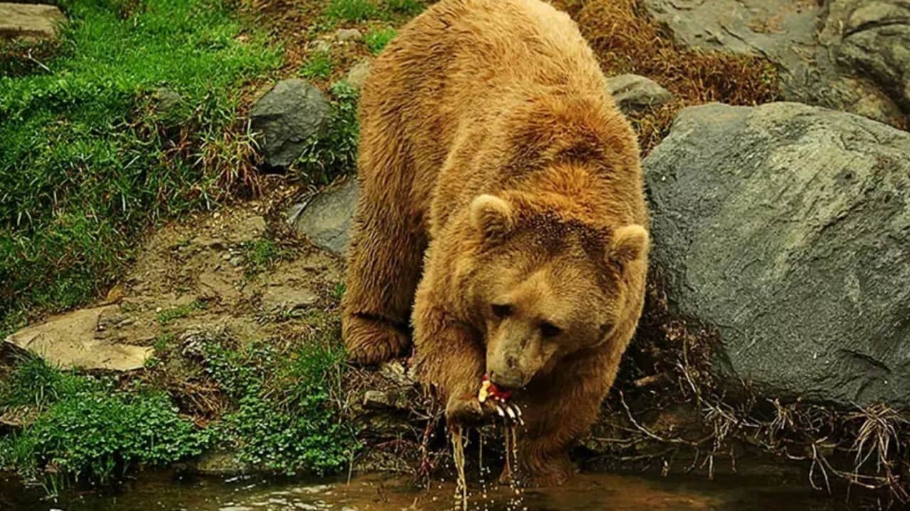 Foto - Sayıları artıyor tehlike büyüyor Karadeniz’i ayılar bastı