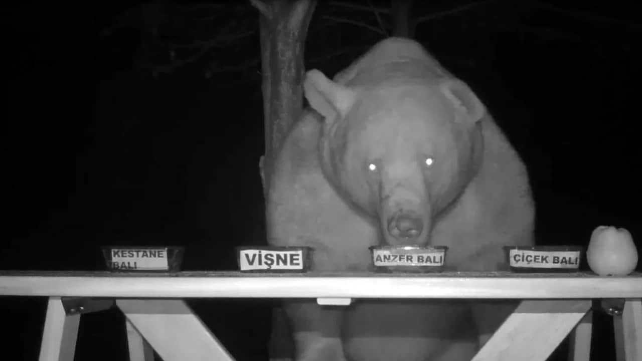 Foto - Sayıları artıyor tehlike büyüyor Karadeniz’i ayılar bastı