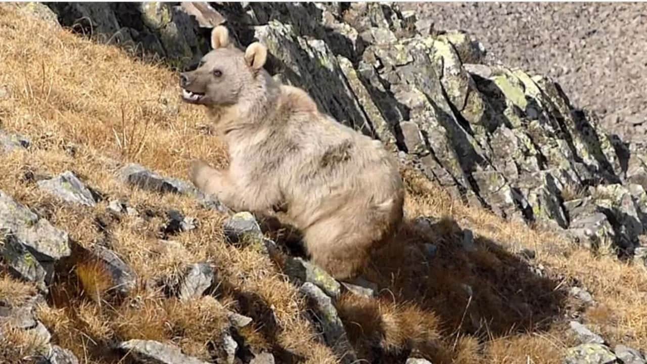 Foto - Sayıları artıyor tehlike büyüyor Karadeniz’i ayılar bastı