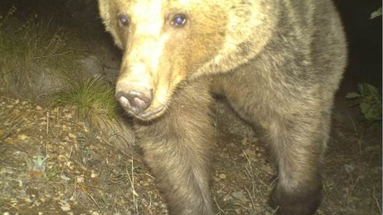 Sayıları artıyor tehlike büyüyor Karadeniz’i ayılar bastı