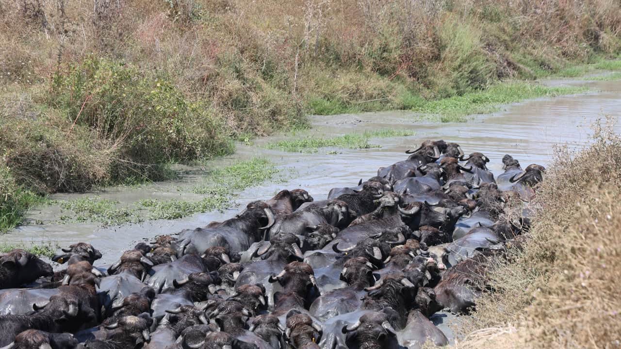 Foto - Sıcak bastırınca soluğu derede aldılar! Adana’da Afrika’yı aratmayan görüntüler
