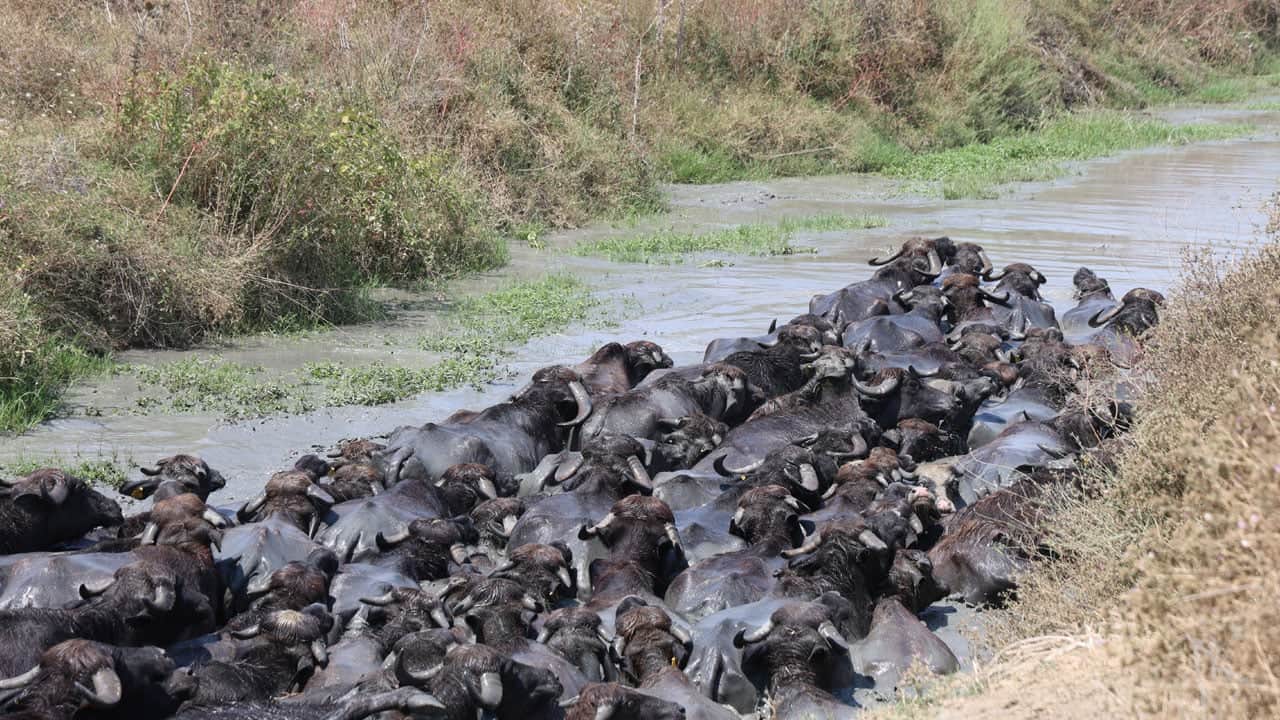 Foto - Sıcak bastırınca soluğu derede aldılar! Adana’da Afrika’yı aratmayan görüntüler