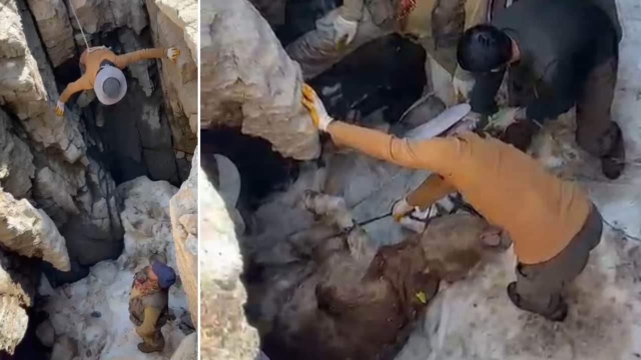 Sigortalı buzağı seferberliği! Ölüsünü uçurumdan tehlikeli bir operasyonla çıkardılar