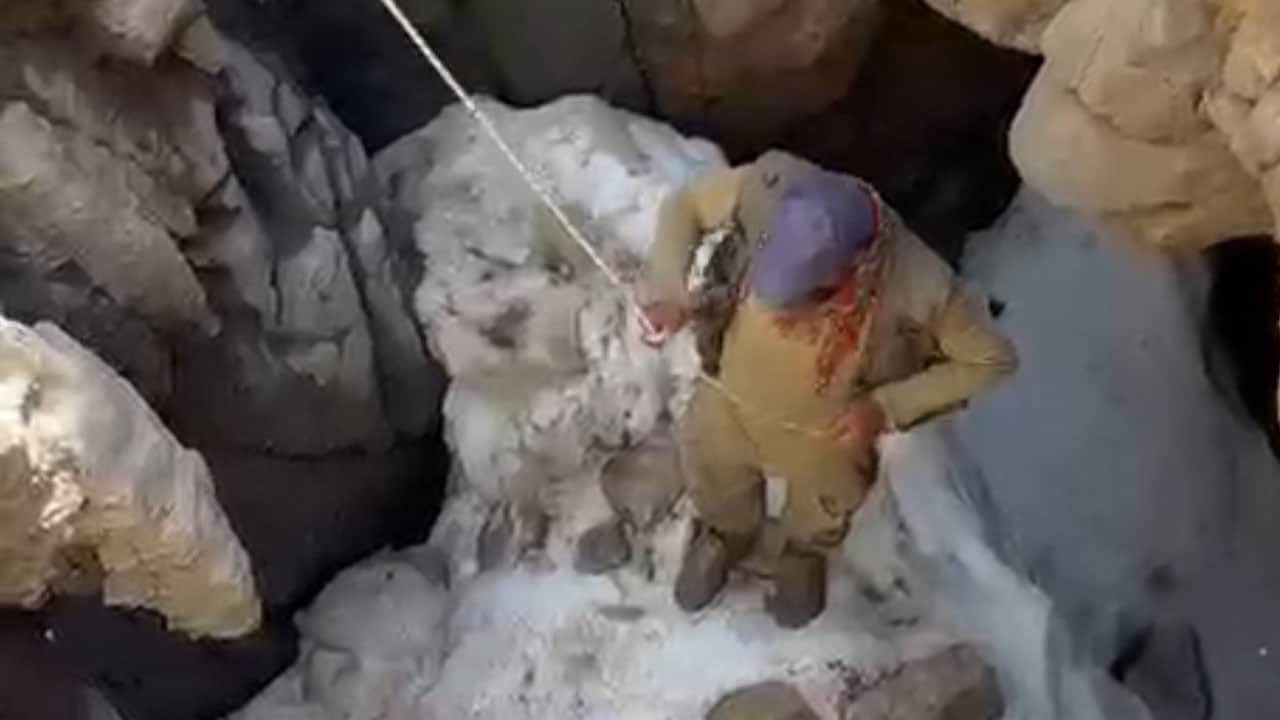 Foto - Sigortalı buzağı seferberliği! Ölüsünü uçurumdan tehlikeli bir operasyonla çıkardılar