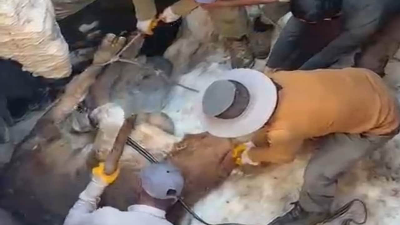 Foto - Sigortalı buzağı seferberliği! Ölüsünü uçurumdan tehlikeli bir operasyonla çıkardılar