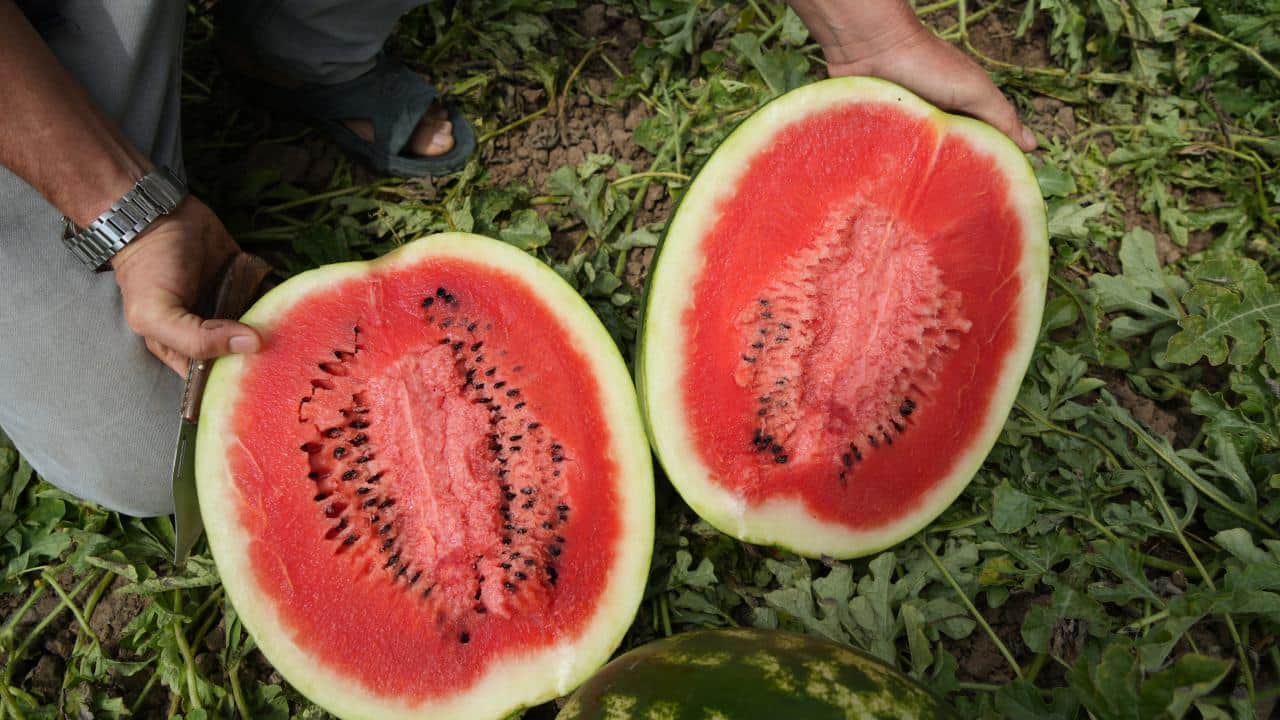 Foto - Şimdi hasat zamanı! Bafra Ovası'nda kavun-karpuz bereketi