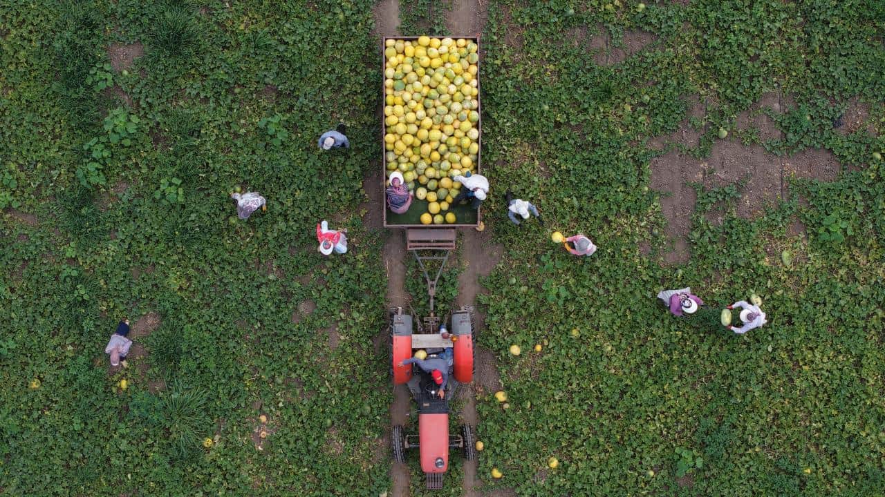 Foto - Şimdi hasat zamanı! Bafra Ovası'nda kavun-karpuz bereketi