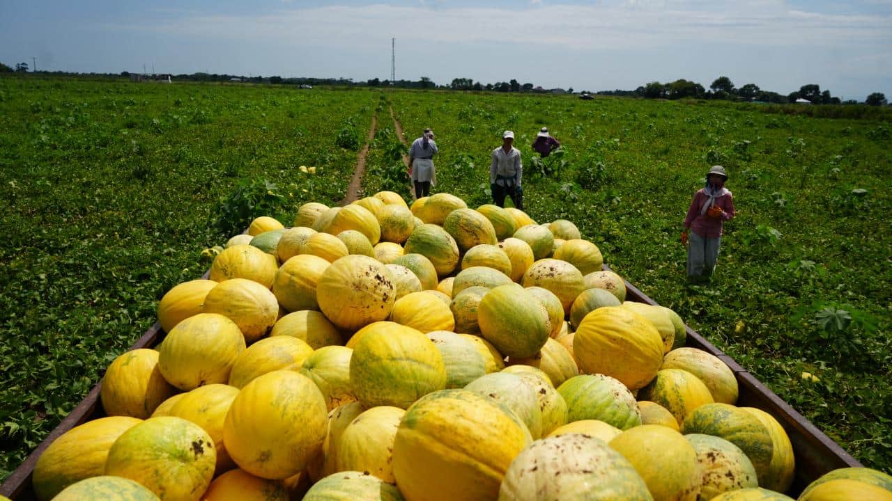 Foto - Şimdi hasat zamanı! Bafra Ovası'nda kavun-karpuz bereketi