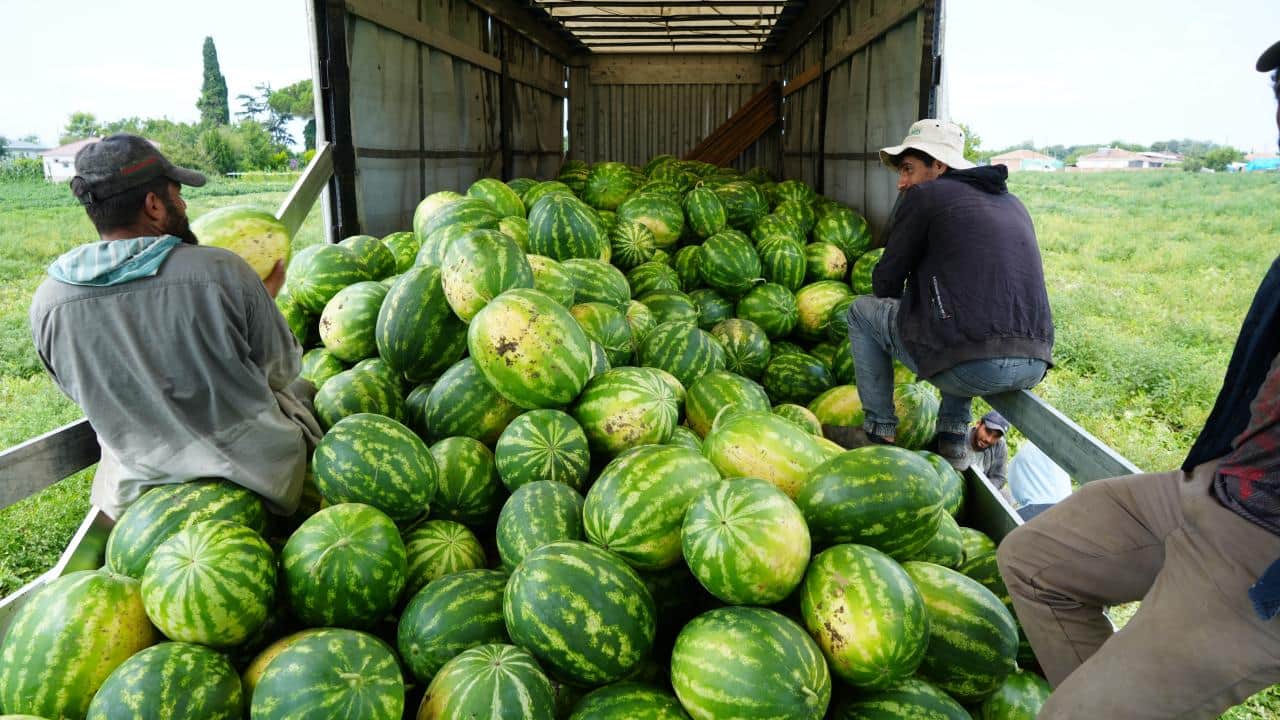 Foto - Şimdi hasat zamanı! Bafra Ovası'nda kavun-karpuz bereketi