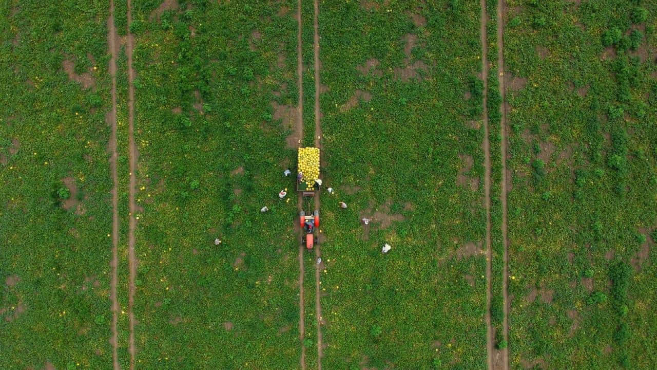 Foto - Şimdi hasat zamanı! Bafra Ovası'nda kavun-karpuz bereketi