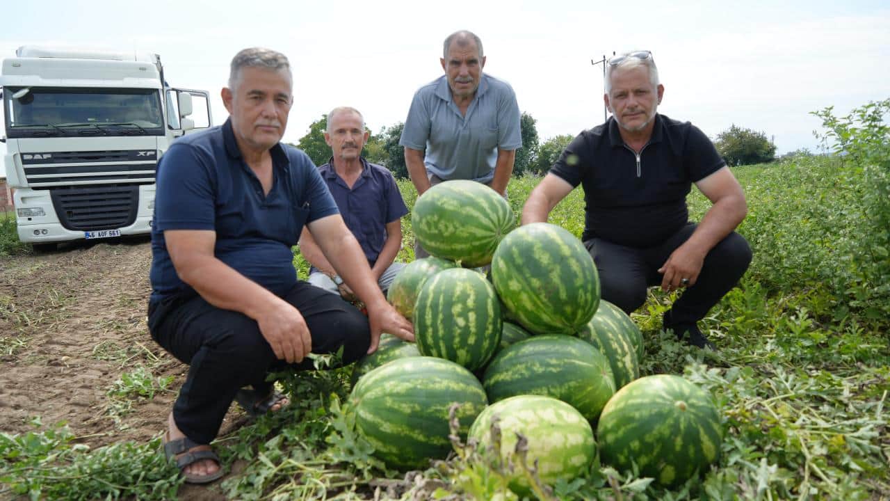 Şimdi hasat zamanı! Bafra Ovası'nda kavun-karpuz bereketi