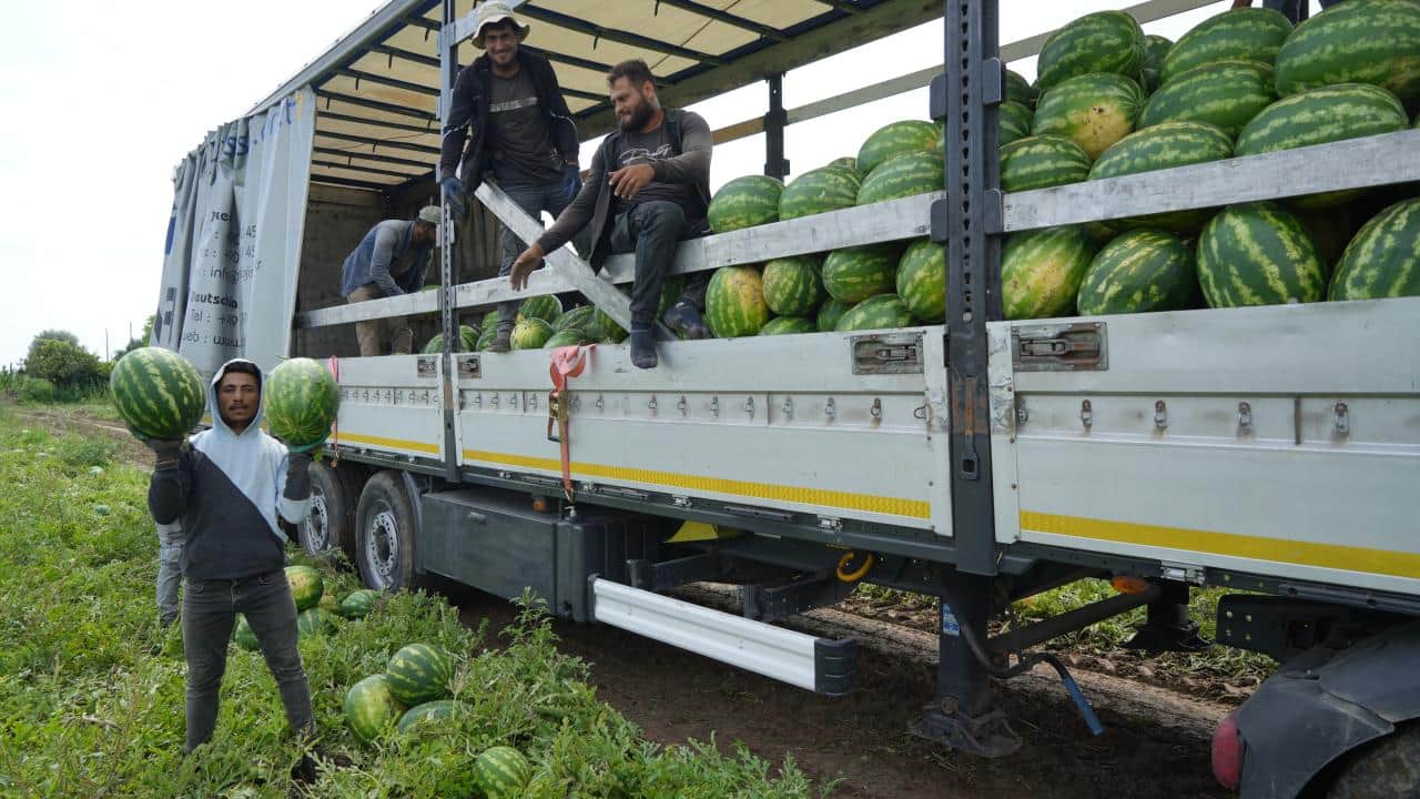 Foto - Şimdi hasat zamanı! Bafra Ovası'nda kavun-karpuz bereketi