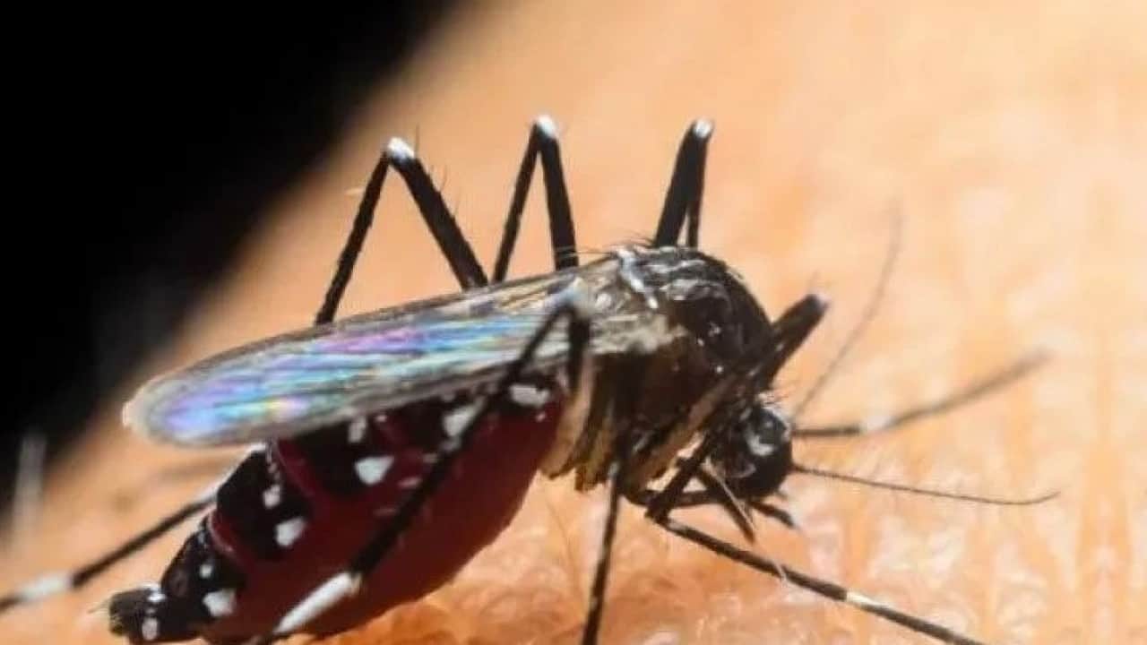 Foto - Sivrisineklerin bazı insanları daha çok ısırmasının nedeni ortaya çıktı