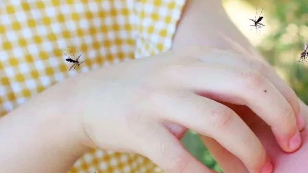 Foto - Sivrisineklerin bazı insanları daha çok ısırmasının nedeni ortaya çıktı