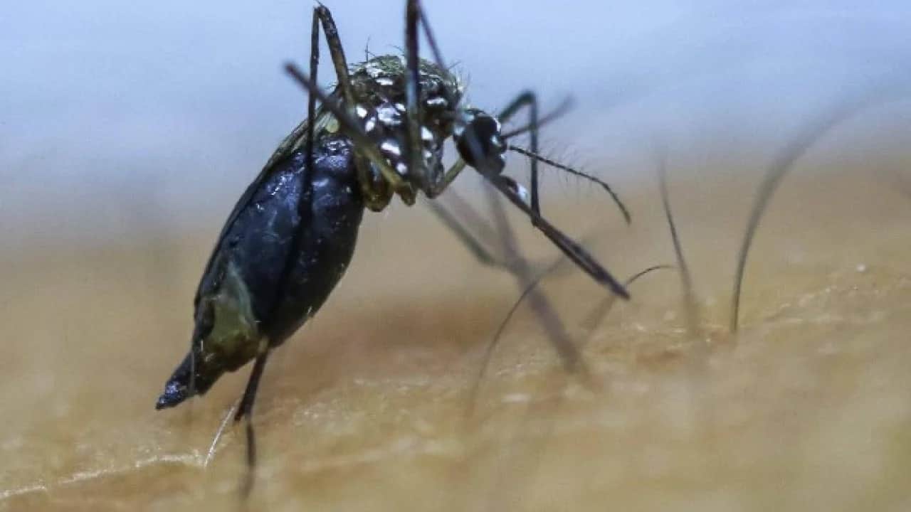 Sivrisineklerin bazı insanları daha çok ısırmasının nedeni ortaya çıktı