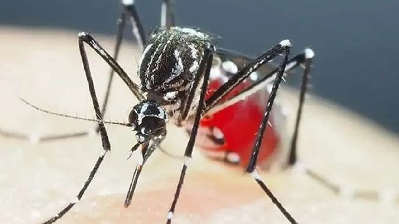 Foto - Sivrisineklerin bazı insanları daha çok ısırmasının nedeni ortaya çıktı