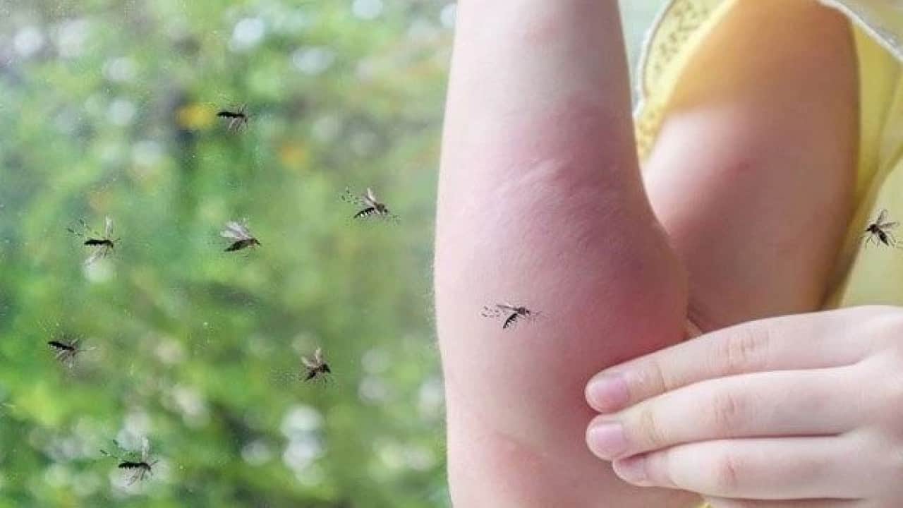 Foto - Sivrisineklerin bazı insanları daha çok ısırmasının nedeni ortaya çıktı