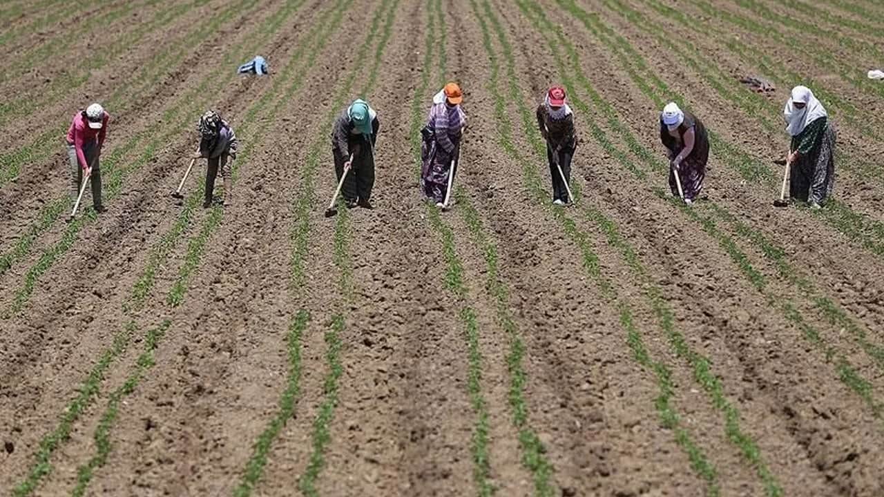 Foto - Son 10 yılda 2 kat artış! Çiftçiler ezberleri bozdu