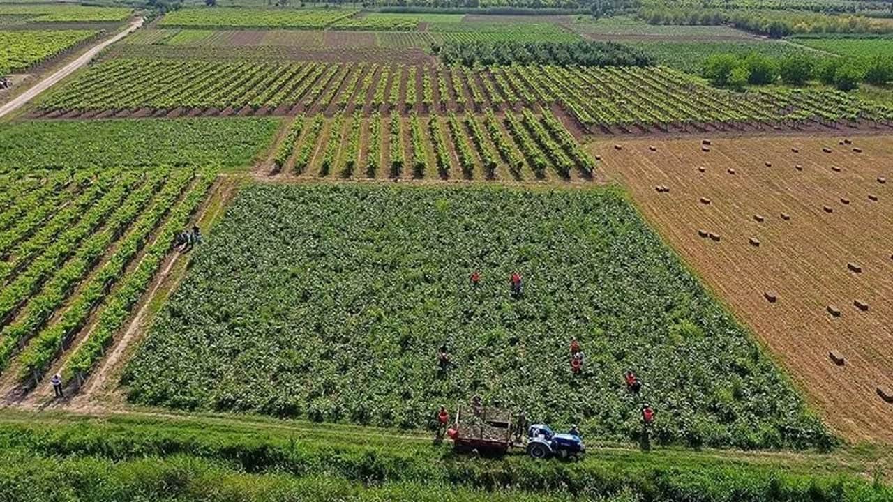 Foto - Son 10 yılda 2 kat artış! Çiftçiler ezberleri bozdu