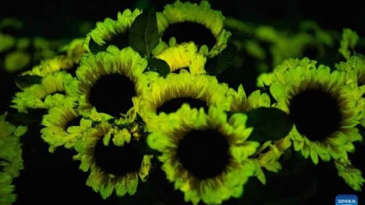 Foto - Sonunda bunu da yaptılar! Ateşböceği DNA’sı ile ışık saçan çiçek ürettiler
