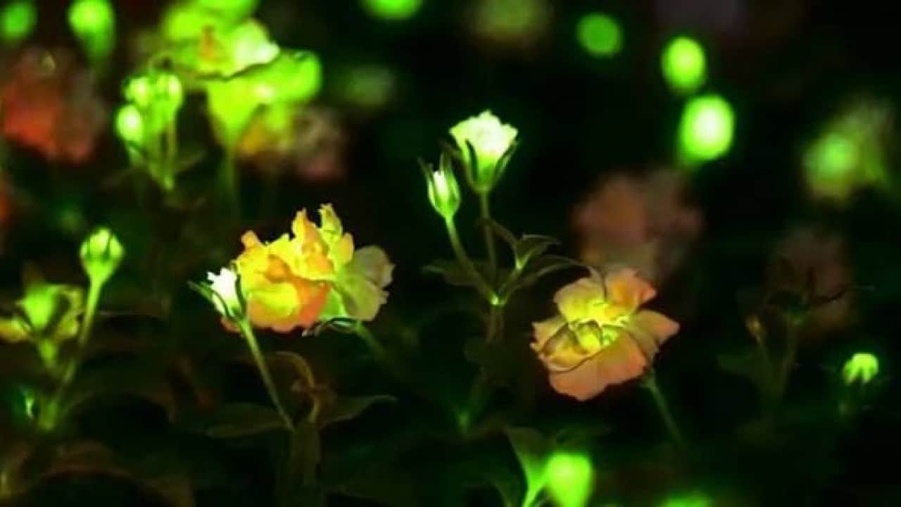 Foto - Sonunda bunu da yaptılar! Ateşböceği DNA’sı ile ışık saçan çiçek ürettiler