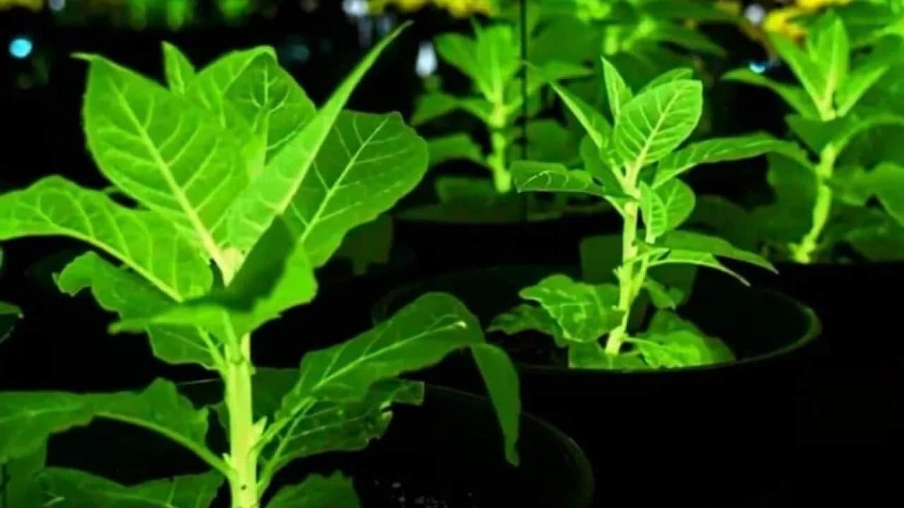 Foto - Sonunda bunu da yaptılar! Ateşböceği DNA’sı ile ışık saçan çiçek ürettiler