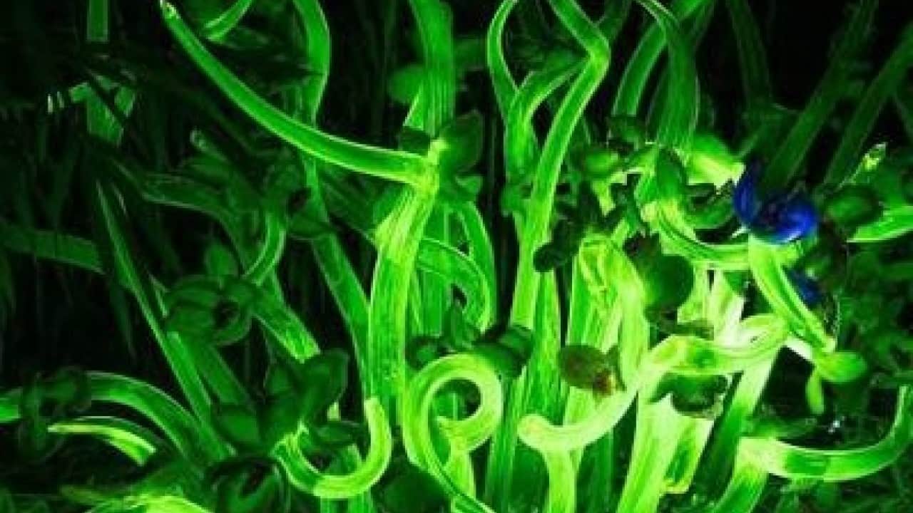 Foto - Sonunda bunu da yaptılar! Ateşböceği DNA’sı ile ışık saçan çiçek ürettiler