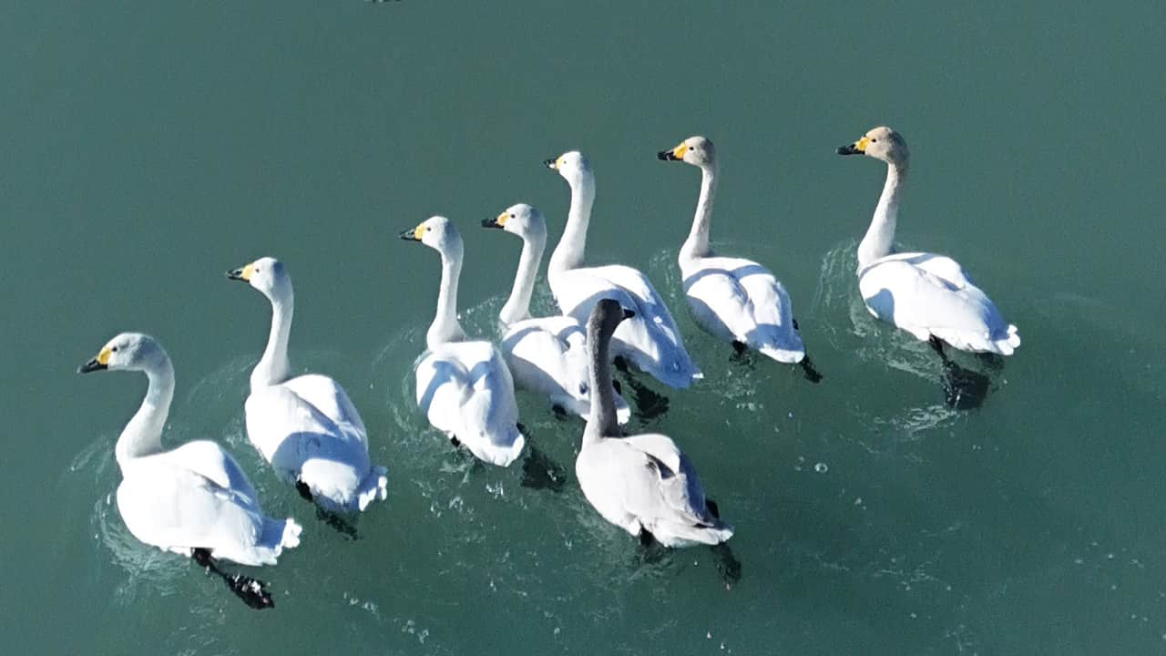 Foto - SüphanAllah! Süphan Dağı manzarasında göz kamaştıran kuğu dansı